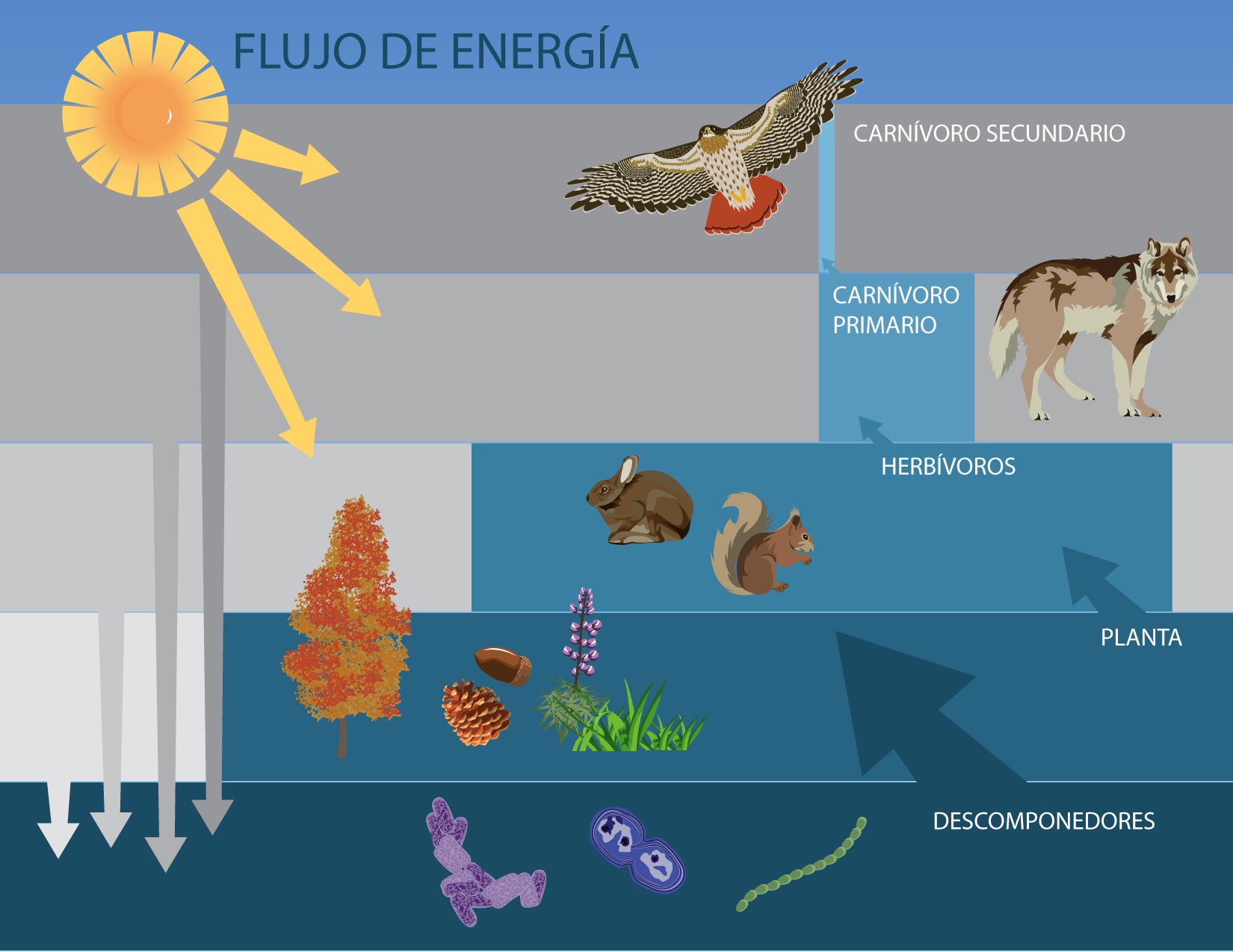 Cómo funciona un ecosistema